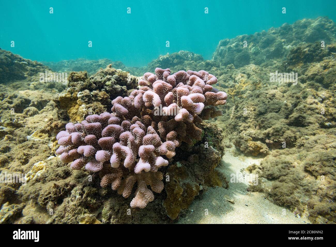 Colonia sbiancante di corallo cavolfiore, Pocillopora meandrina, che mostra colori fluorescenti protettivi, Honokeana Cove, West Maui, Hawaii, USA Foto Stock