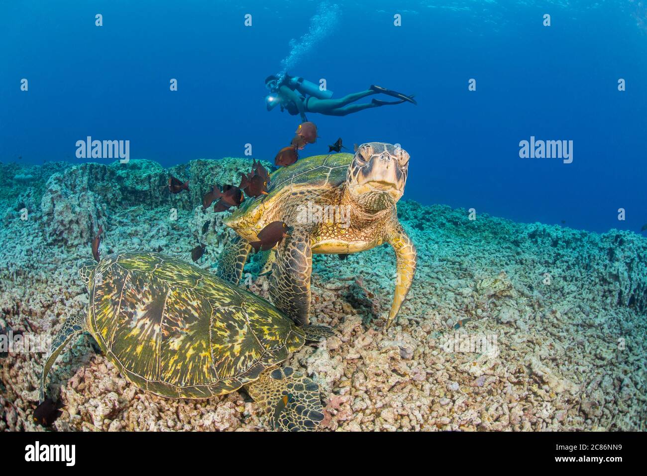 Tartarughe di mare verde, Chelonia mydas, pulite da pesci da surf e da sub (MR). Hawaii. Foto Stock