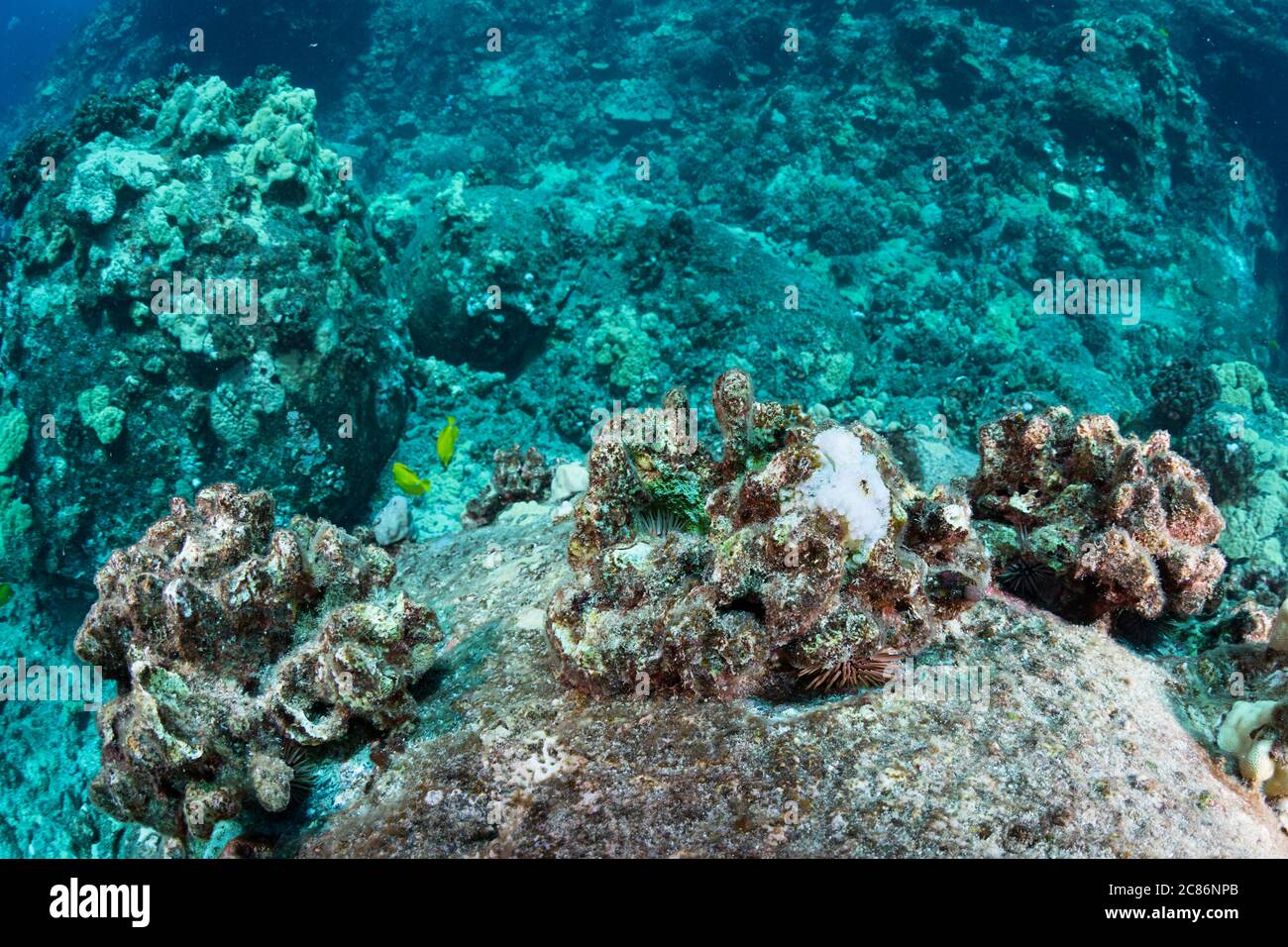 In una fila di coralli di cavolfiori morti in eccesso, Pocillopori meandrina (ucciso nel 2015 in caso di sbianca), un piccolo corallo recruit ha sbiancato bianco Foto Stock