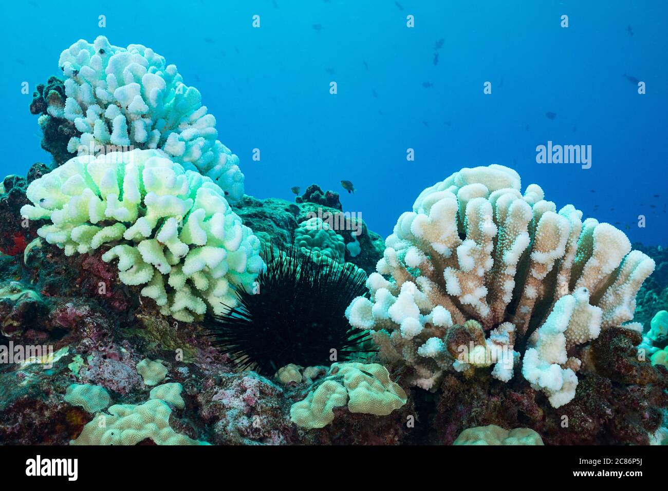 Coralli di cavolfiore, Pocillopora meandrina, sbiancati da acqua di mare calda durante l'evento di El Nino dell'estate 2015, mostrando 3 fasi di sbiancamento, Kona, Hawaii Foto Stock