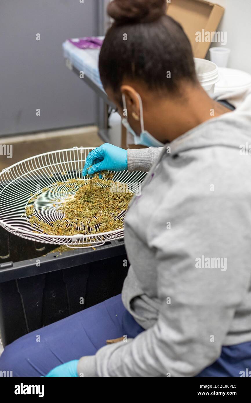 Detroit, Michigan - Cannabis Processing presso Viola Brands, società fondata dal veterano della NBA al Harrington. I residenti del Michigan hanno votato per legalizzare la medicina Foto Stock