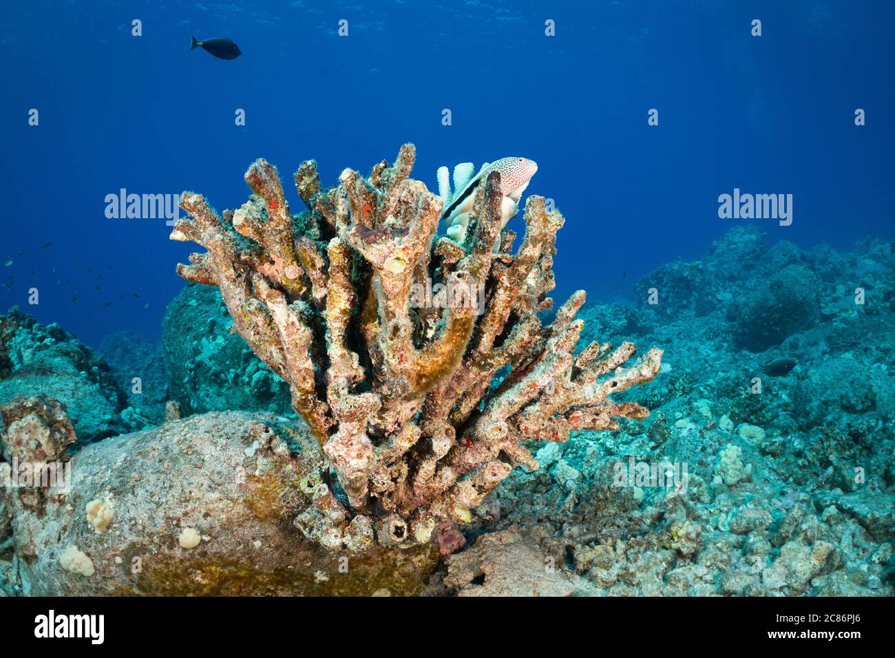 Pesce falco nero, Paracirrhites forsteri, poggiando su corallo antler che ha sbiancato e morto a causa delle alte temperature dell'acqua, Kona Hawaii Foto Stock