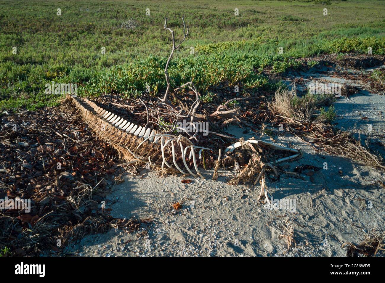 Scheletro di delfino a naso di bottiglia, truncatus Tursiops, lavato sulla riva, campo Cortez, Laguna di San Ignacio, Baja California sur, Messico Foto Stock