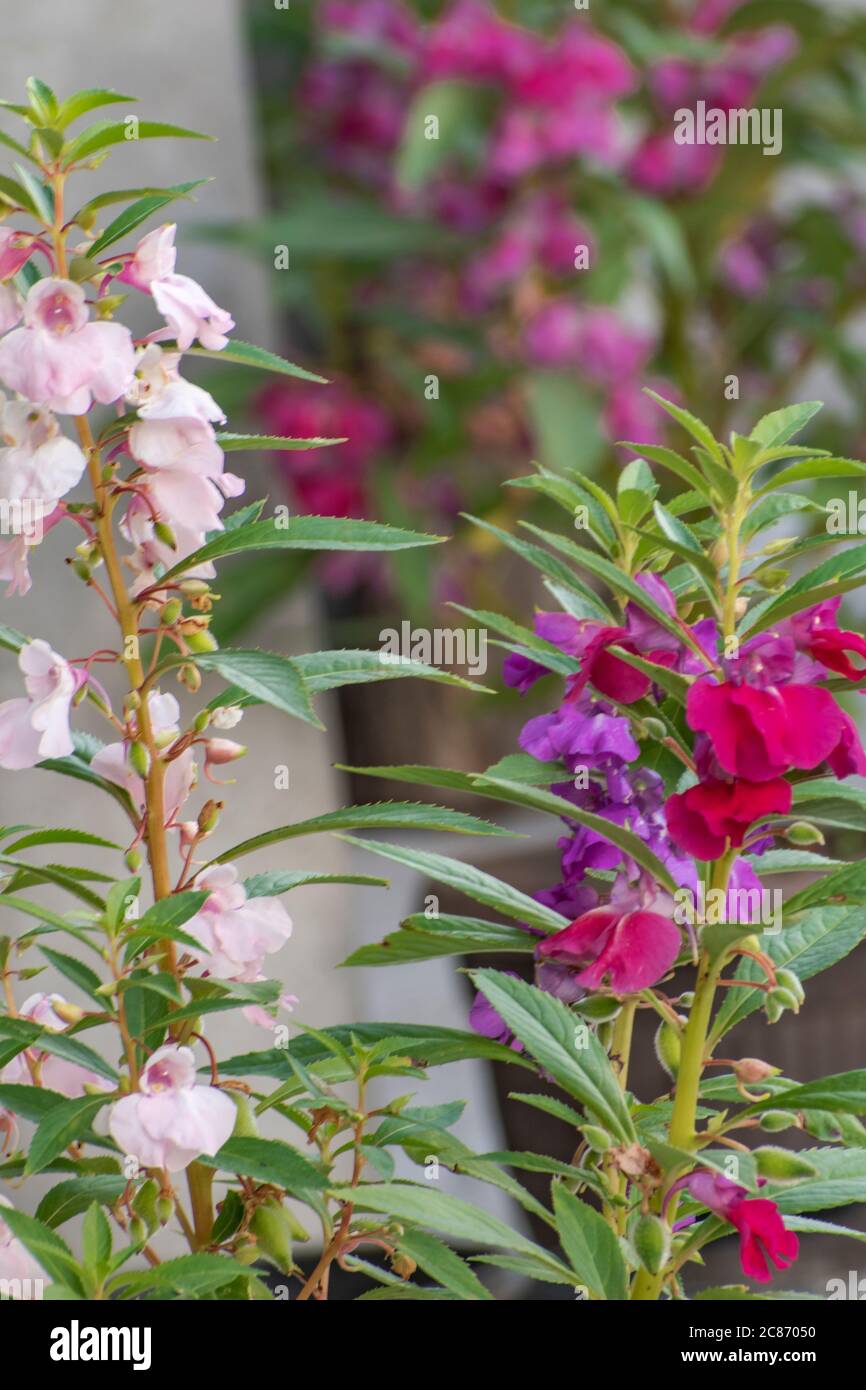 Fiori di balsamo da giardino, balsamina Impatiens in fiore Foto Stock