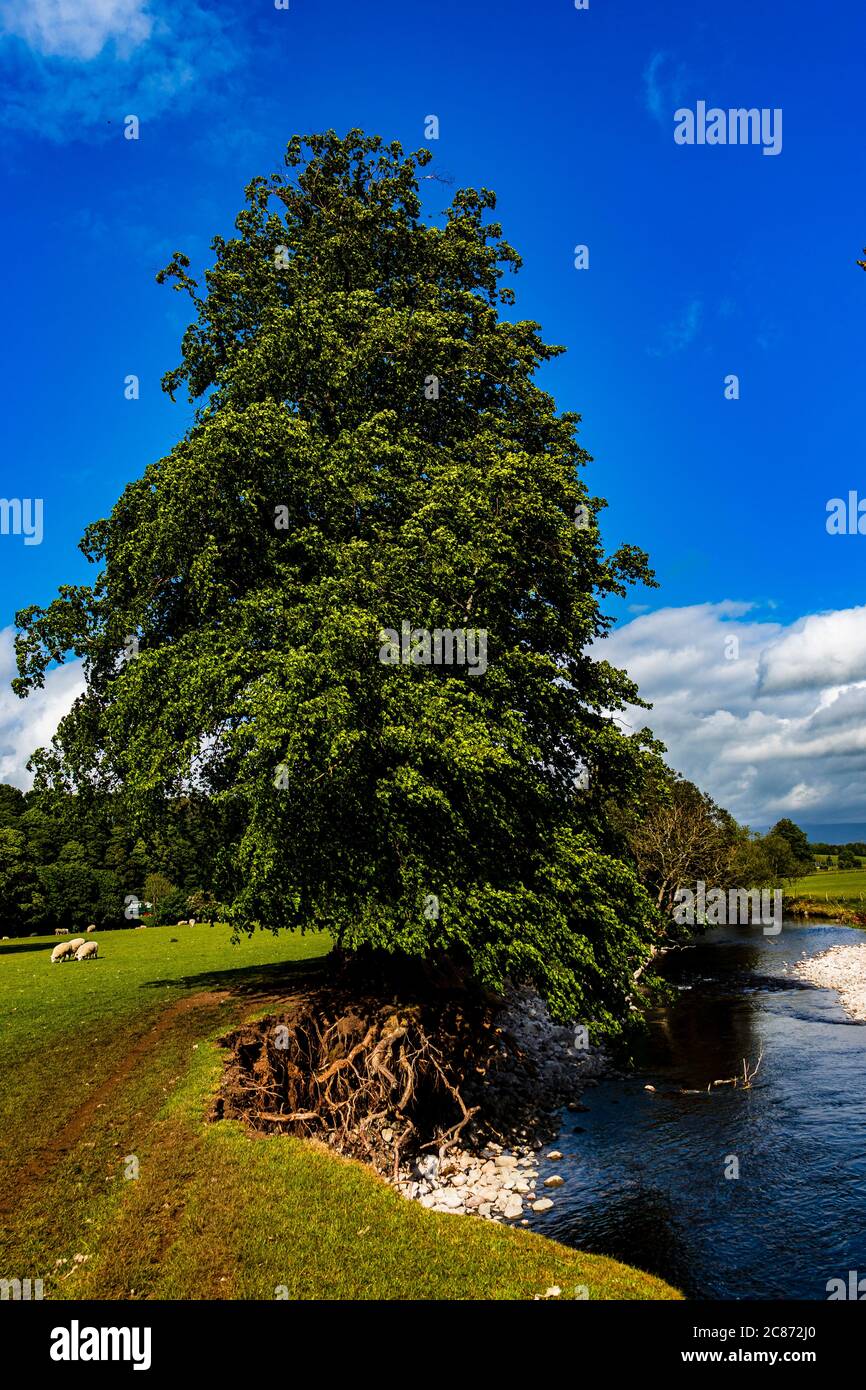 Un albero radici esposte da danni alluvionali sul fiume Eamont Penrith Foto Stock