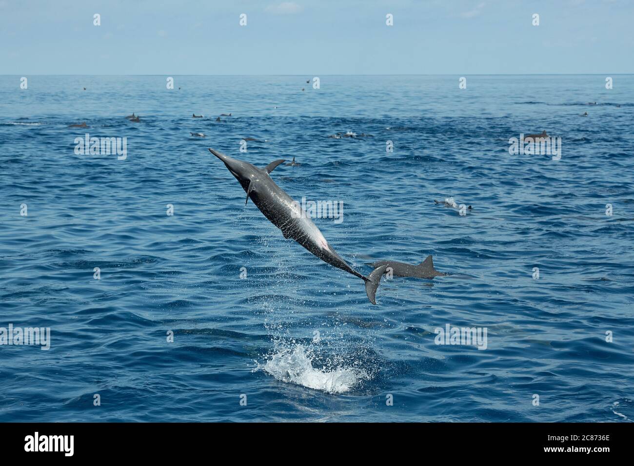 delfino dello Spinner orientale, Stenella longirostris orientalis, o Spinner dell'America centrale, S.A l. centroamericana, saltando e filando, fuori del Costa Rica Foto Stock