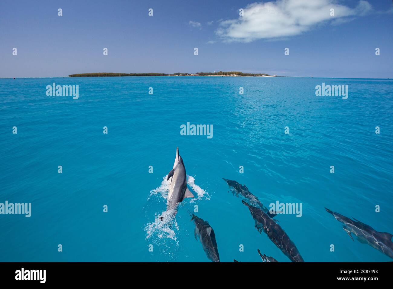 Delfini hawaiani, Stenella longirostris longirostris, passeggiate in barca verso Sand Island, Midway Atoll National Wildlife Refuge, USA Foto Stock