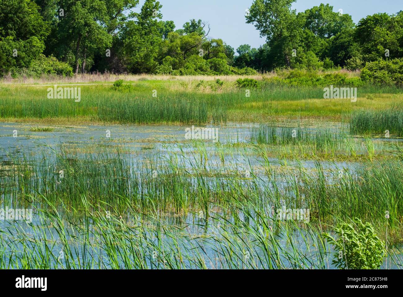 Una palude chiamata Little Marsh, un rifugio naturale situato nel parco statale Great Salt Plains nel nord dell'Oklahoma, USA durante l'estate. Foto Stock