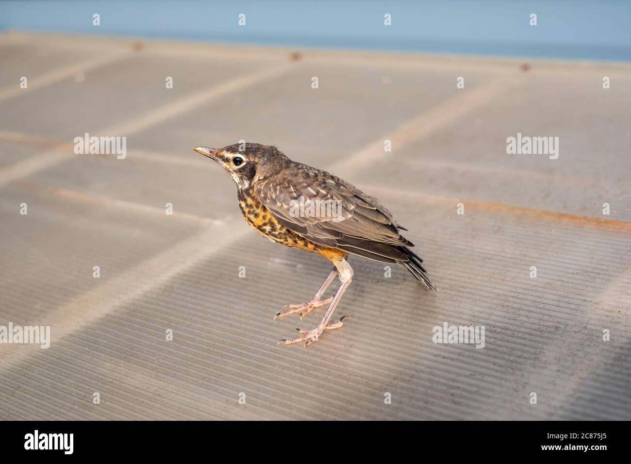 American Robin, Turdus migratorius, esponendo un comportamento di attesa per un'alimentazione da uccelli genitori a Wichita, Kansas, USA. Foto Stock