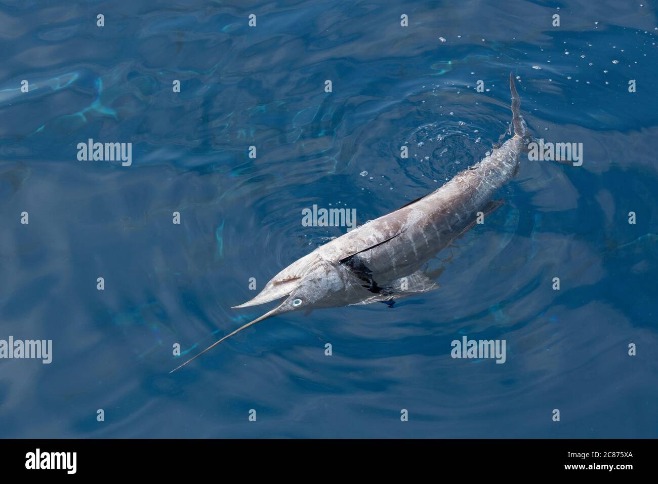 Un pesce di mare del Pacifico morto, Istiophorus platypterus, che galleggia in oceano aperto, probabilmente fuggì da un gancio di pesce, ma morì dopo; offshore da sud Foto Stock