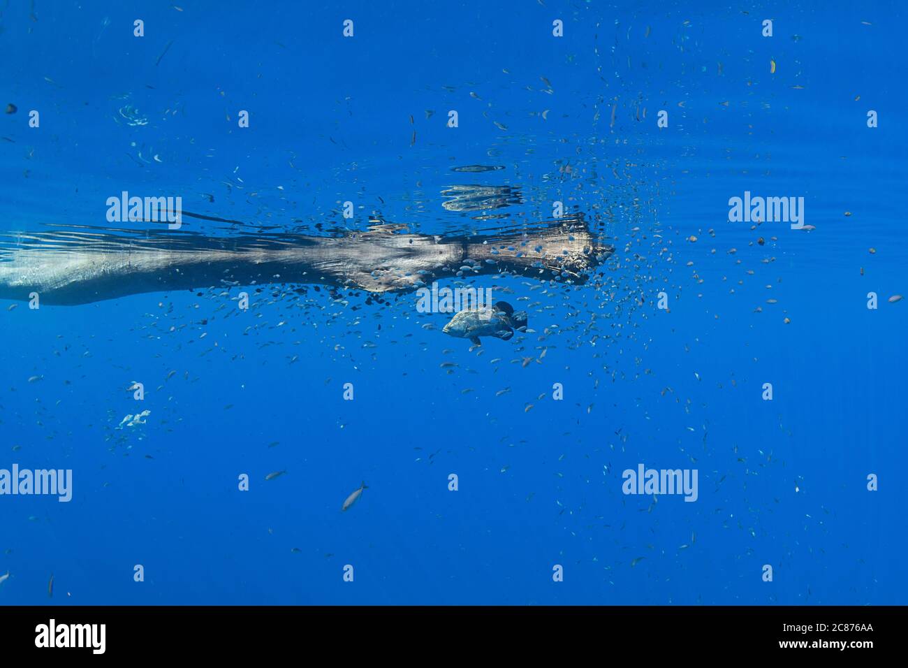 I pesci giovani circondano una tripletta del Pacifico, Lobotes pacificus, vicino ad un tronco galleggiante offshore dal sud della Costa Rica, ( Oceano Pacifico orientale ) Foto Stock