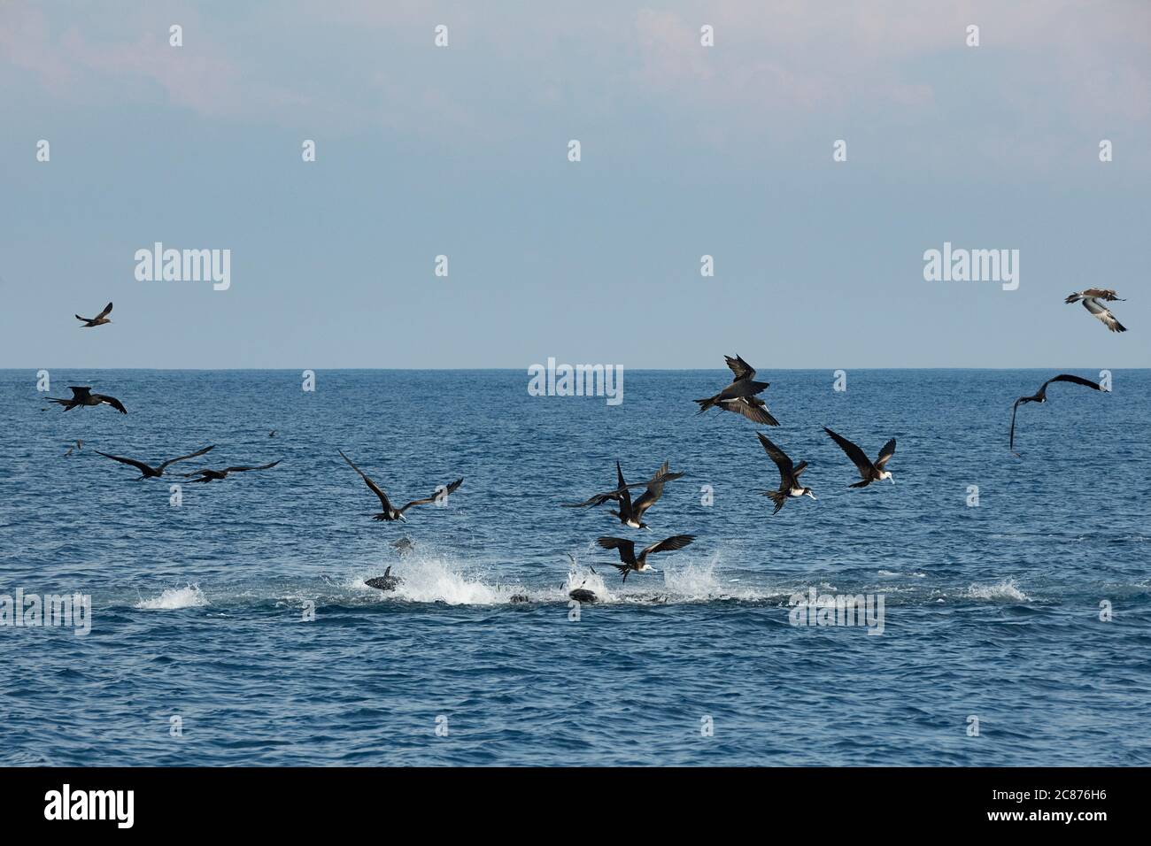 Le sardine frenate fanno bollire la superficie del mare mentre freneticamente cercano di sfuggire all'attacco di tonno pinna gialla e magnifici uccelli fregati, Costa Rica Foto Stock