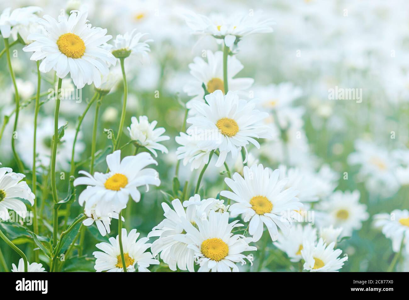 camomiles bianco prato fiorire in estate Foto Stock