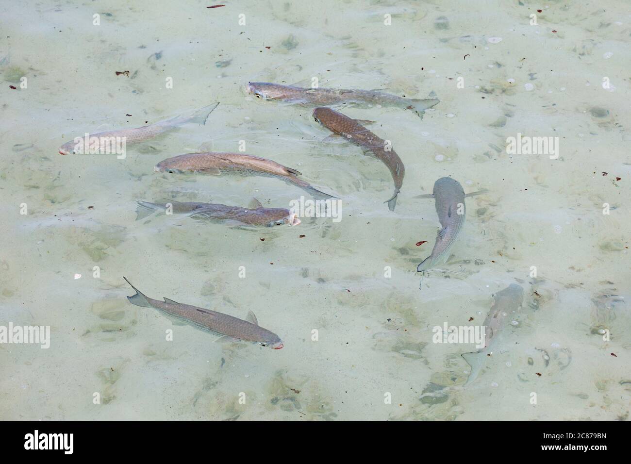 Triglie a strisce o amaama, Mugil cefalus, che si nutrono con la superficie skimming in acque poco profonde vicino alla spiaggia di sabbia bianca, Sand Island, Midway, Atoll, USA Foto Stock