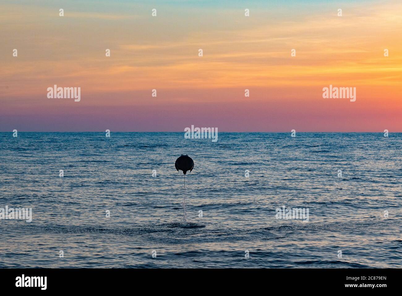 Raggio di mobula o raggio di diavolo, Moula sp., saltando in aria al tramonto, offshore dal sud della Costa Rica, America Centrale ( Oceano Pacifico Orientale ) Foto Stock