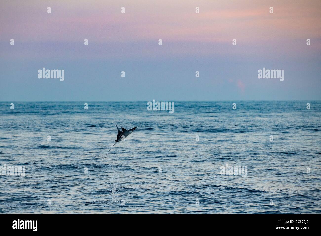 Raggio di mobula o raggio di diavolo, Mobula sp., saltando in aria, offshore dal sud della Costa Rica, America Centrale ( Oceano Pacifico Orientale ) Foto Stock