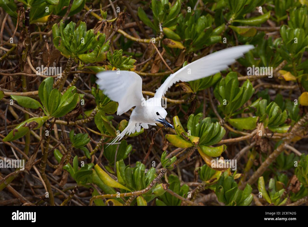 Terna bianca o terna da fata, Gygis alba rothschildi, con un giovane pesce volante nel suo becco, Sand Island, Midway Atoll National Wildlife Refuge, USA Foto Stock