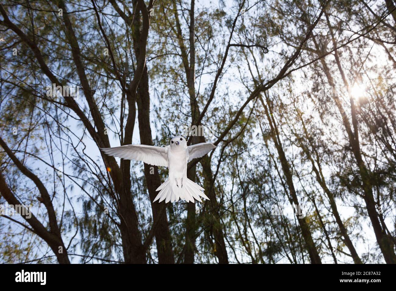 Terna bianca o terna delle fate, Gygis alba rothschildi, che si trova su una stativo litoranea di casuarina, Sand Island, Midway Atoll National Wildlife Refuge Foto Stock