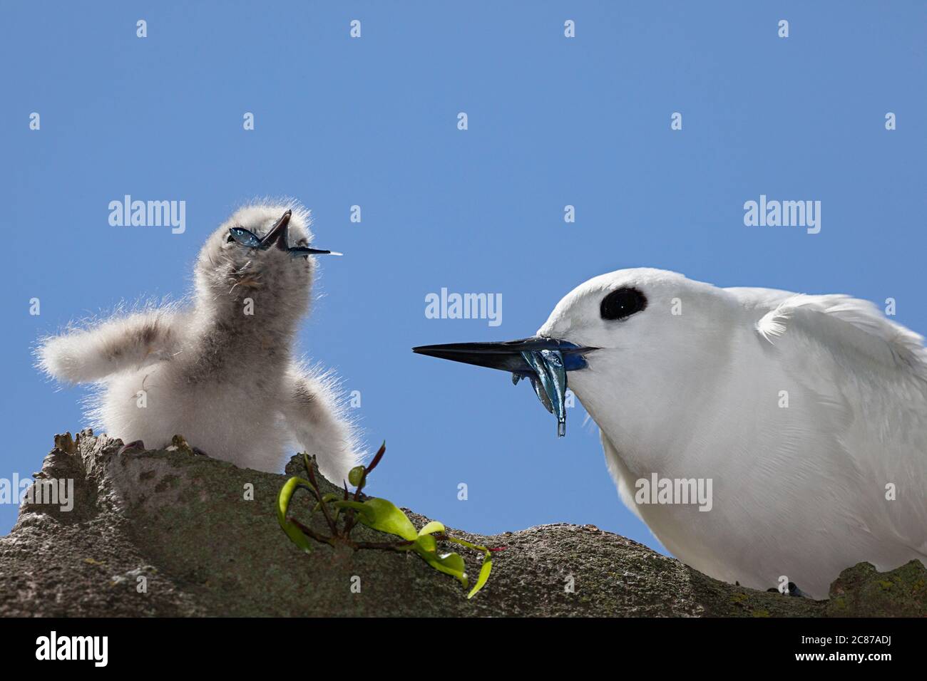 Terna bianca o terna fata, Gygis alba rothschildi, nutrendo piccoli pesci al pulcino, Isola di sabbia, Midway Atoll National Wildlife Refuge, Papahanaumokuakea Foto Stock