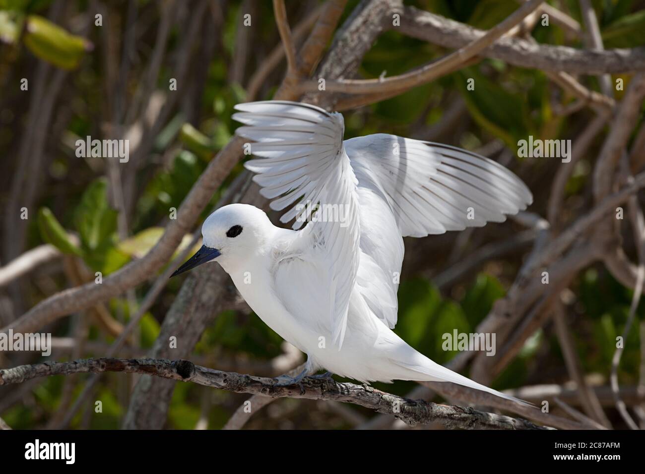 Terna bianca o terna fata, Gygis alba rothschildi, che si diffonde le sue ali, Isola di sabbia, Midway Atoll National Wildlife Refuge, Papahanaumokuakea MNM, USA Foto Stock