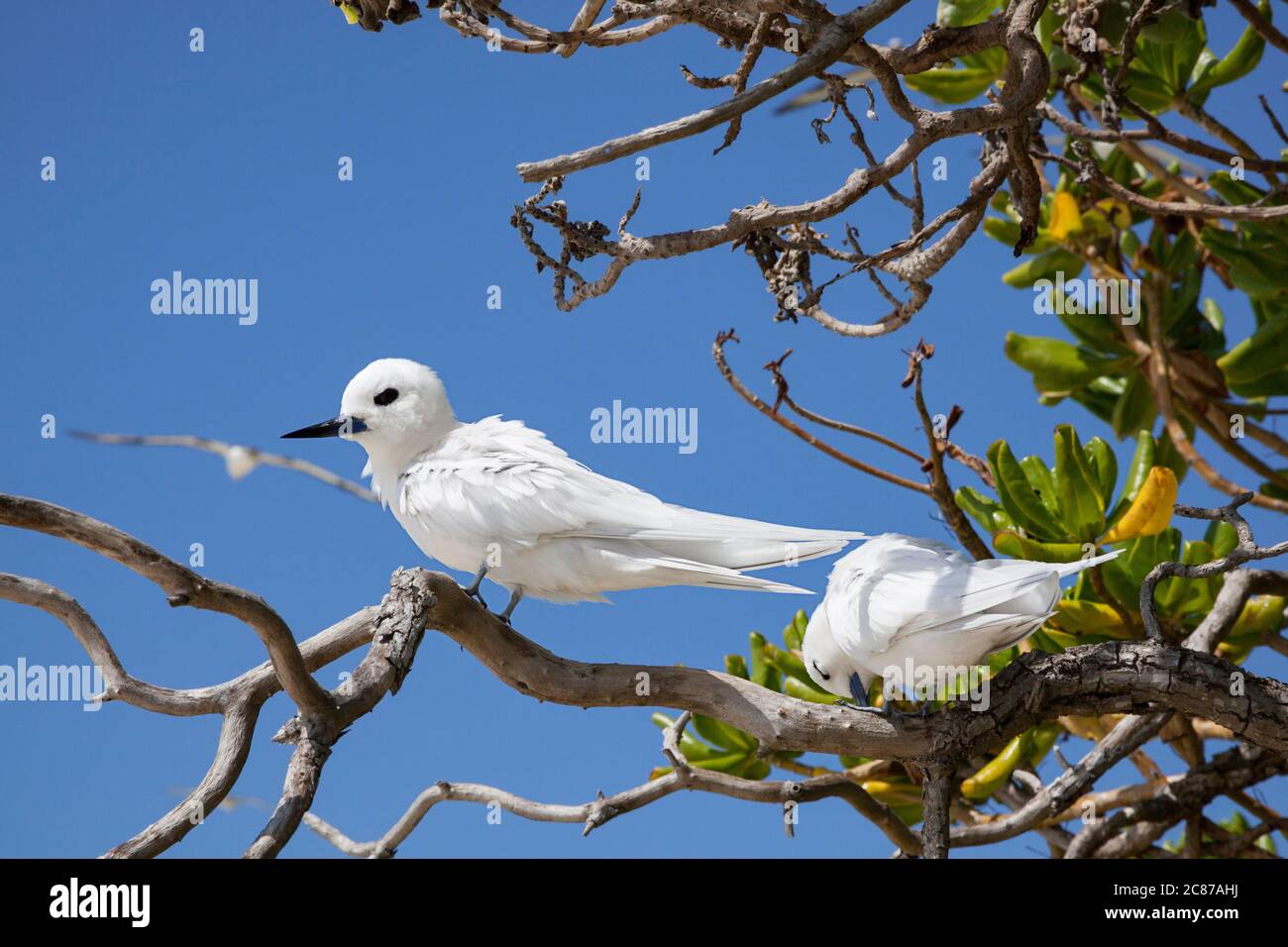 Terna bianca o terne delle fate, Gygis alba rothschildi, Isola di sabbia, Rifugio Nazionale Naturale Atollo Midway, Papahanaumokuakea Marine National Monument, USA Foto Stock