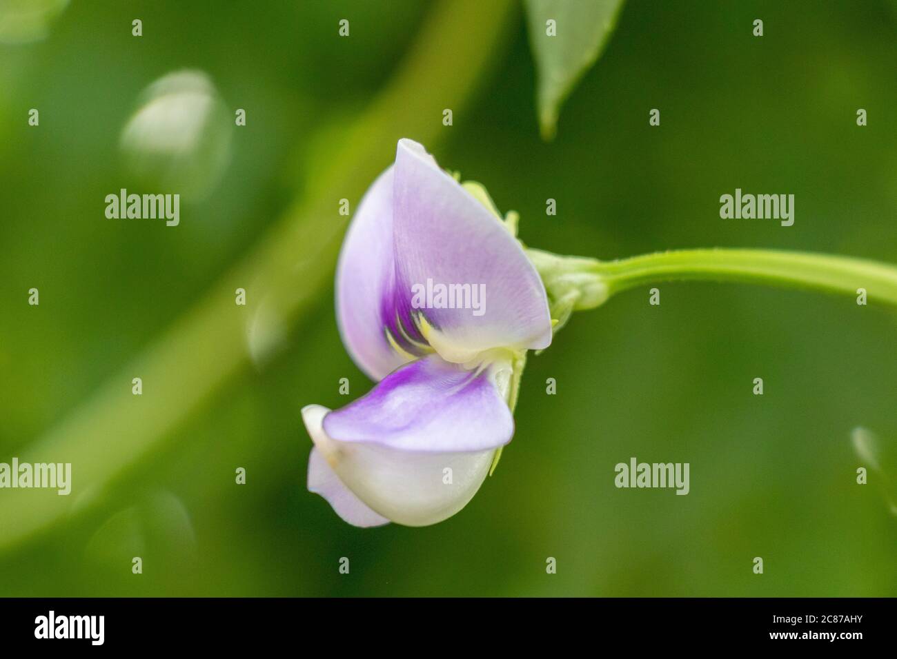 Viola magenta fiore su sfondo verde sfocato Foto Stock