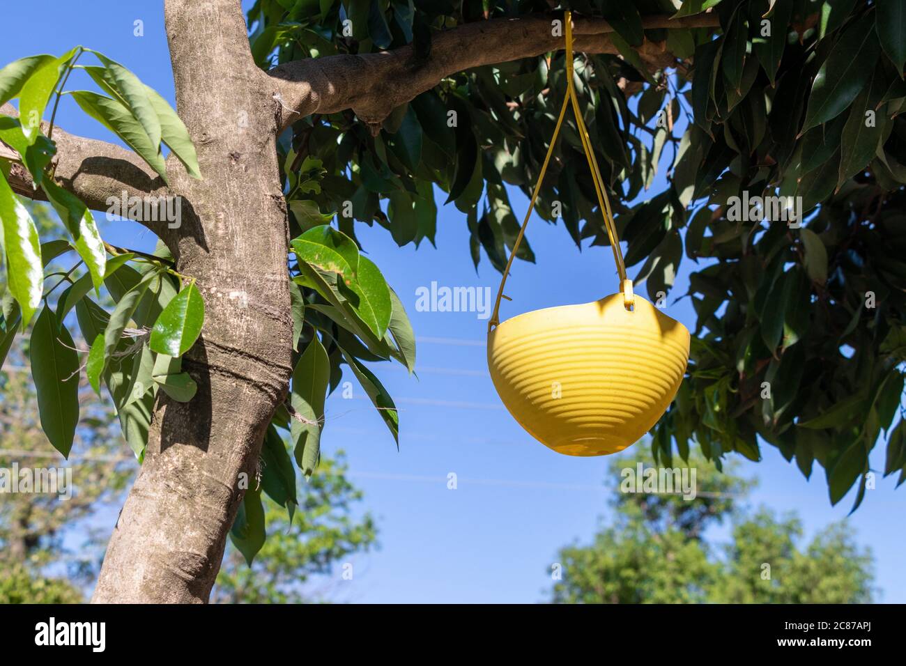 Il vaso dell'acqua di alimentazione degli uccelli pende sull'albero sopra il cielo blu Foto Stock