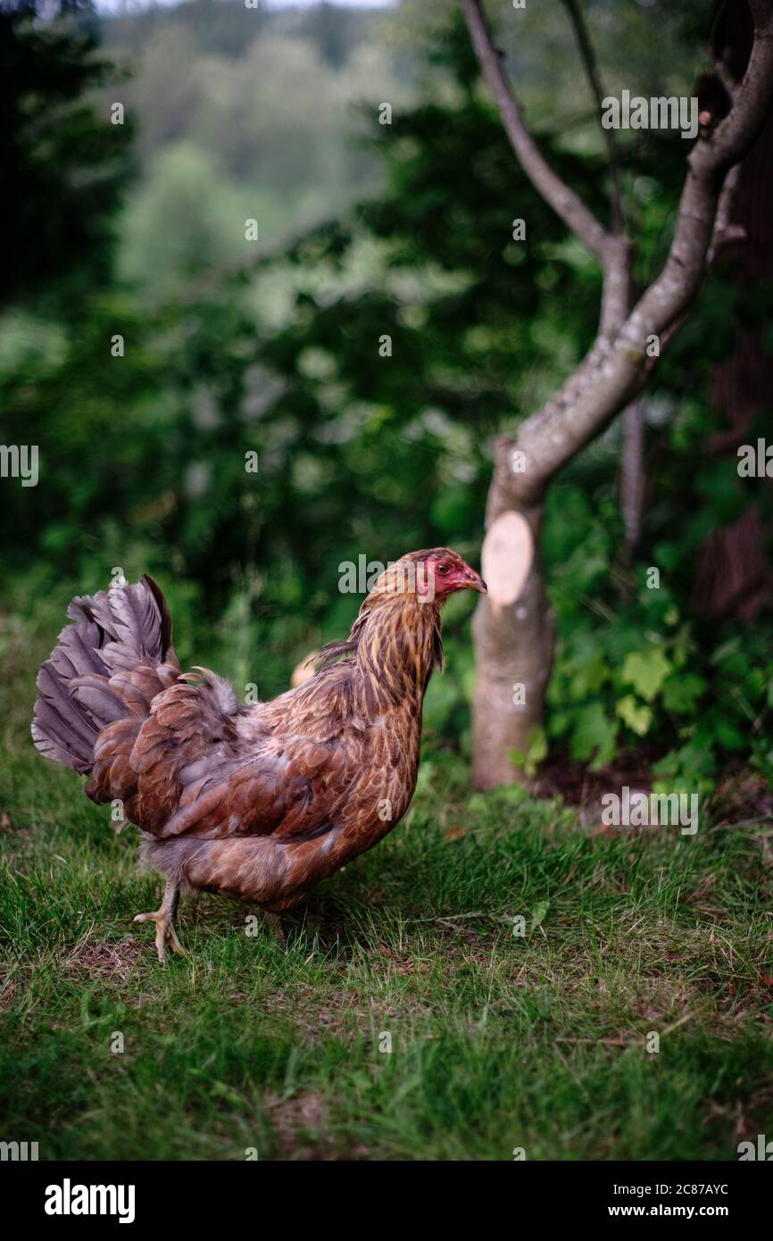 Polli in roaming gratuiti Foto Stock