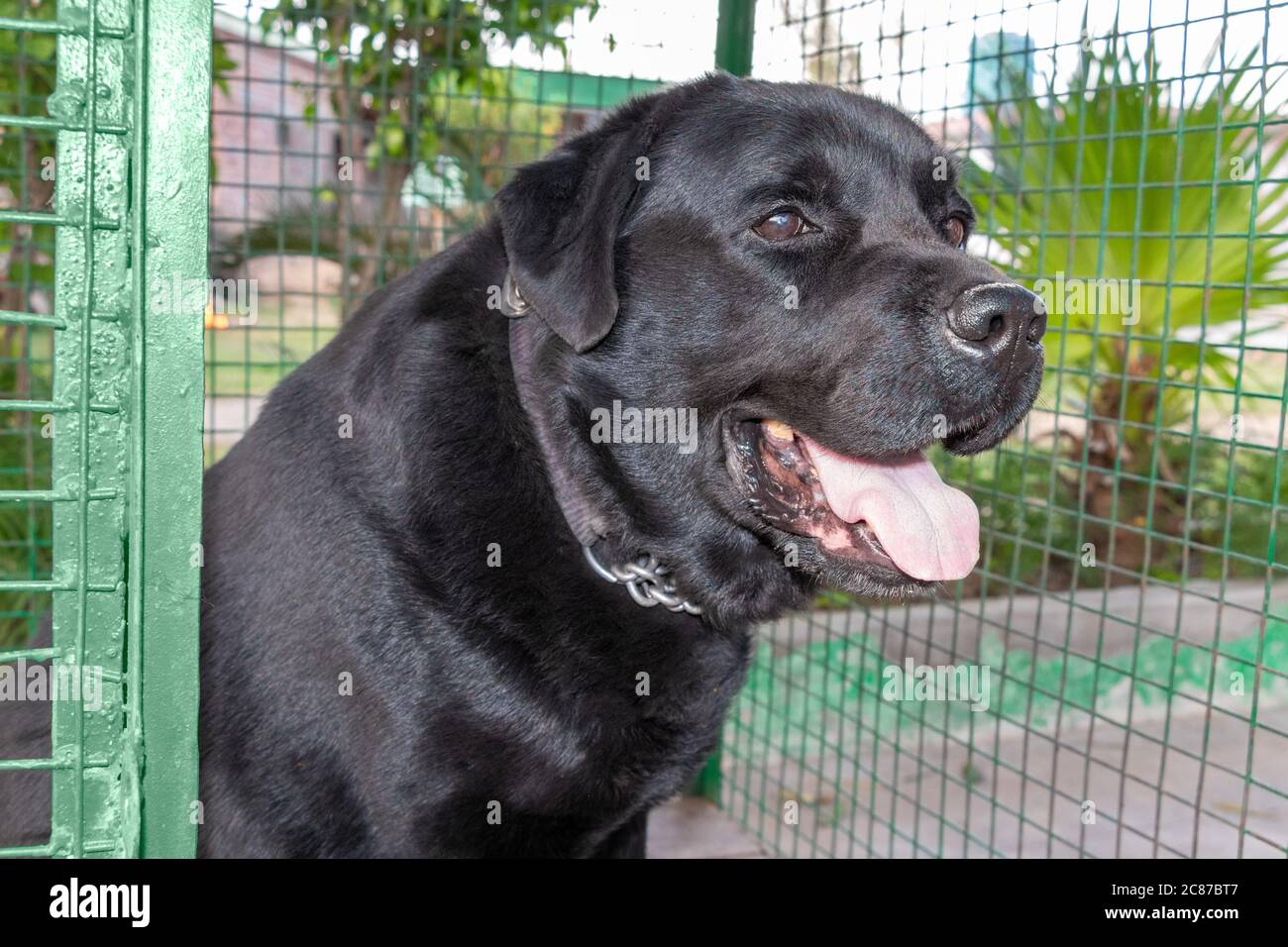Black labrador impostazione all'interno della gabbia verde, cani rifugio Foto Stock
