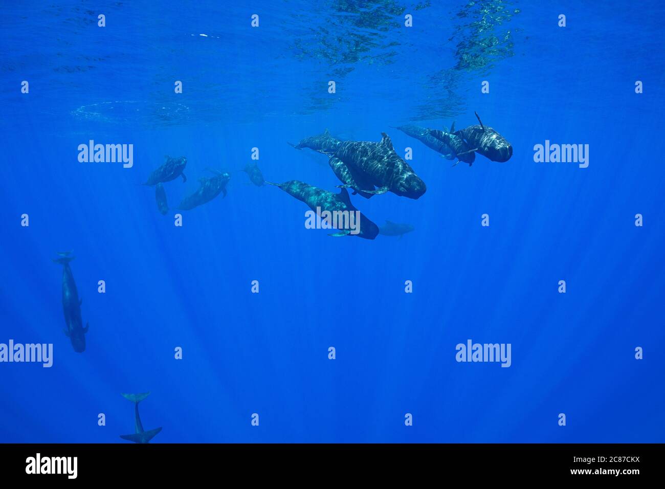 Gruppo di balene da pilota a pinne corte, Globicephala macrorhynchus, che nuotano attraverso l'oceano aperto, Kona, Hawaii (la Big Island ), U.S.A. Foto Stock