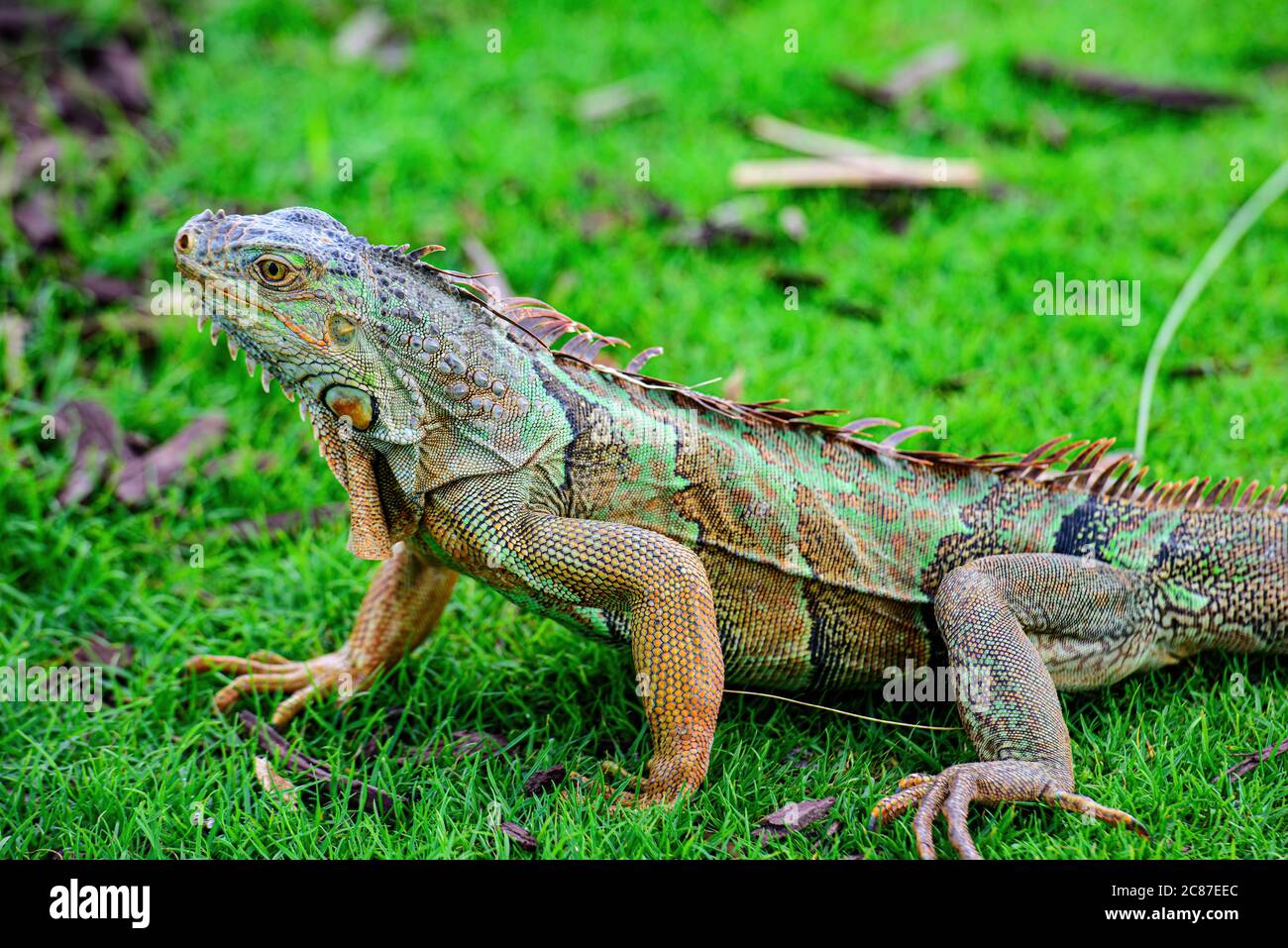 Iguane che si riscaldano al sole su rocce vulcaniche. Foto Stock