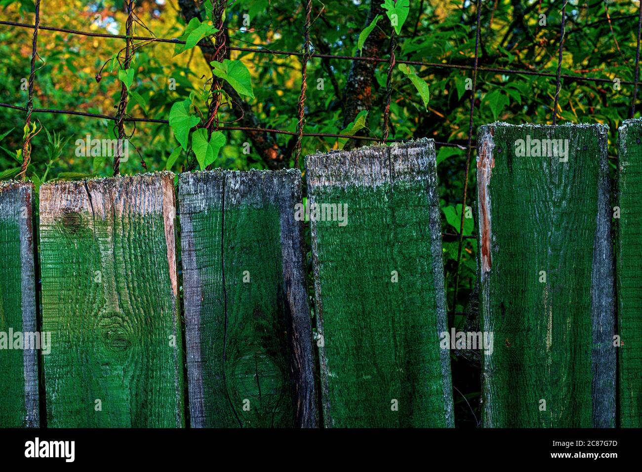 Sfondo di tessitura parete in tavola di colore verde Foto Stock