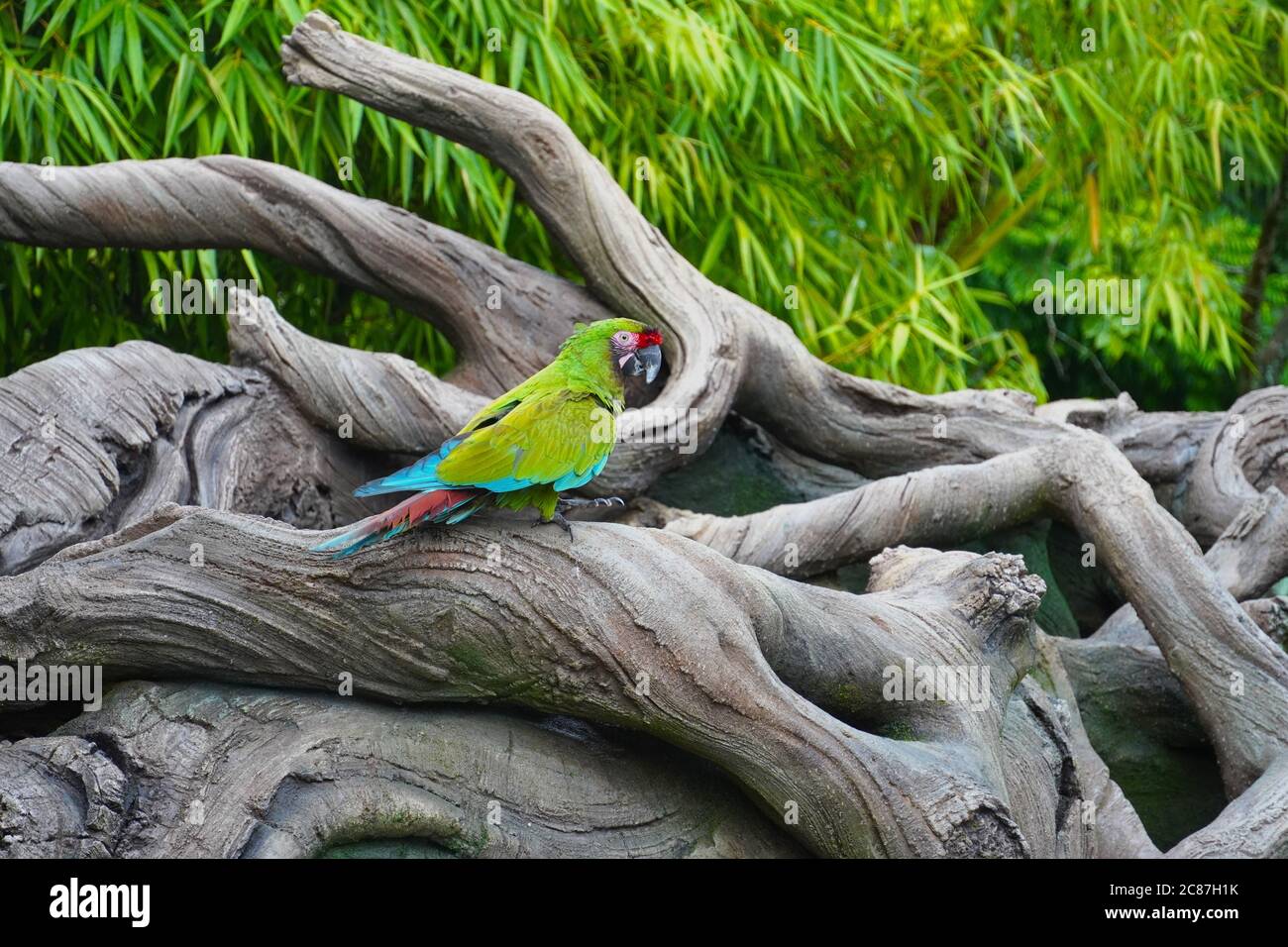 Macaw verde seduto su un ramo grigio Foto Stock