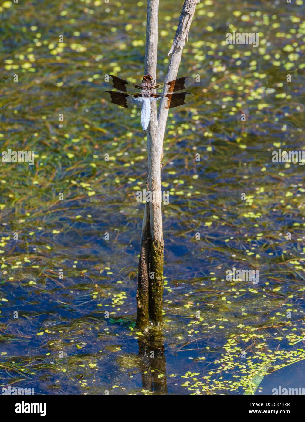 Maschio comune Whitetail Skimmer dragonfly (Plathemis lydia) poggia su gambo salice vicino bordo di stagno delle zone umide, Castle Rock Colorado USA. Foto scattata a luglio. Foto Stock