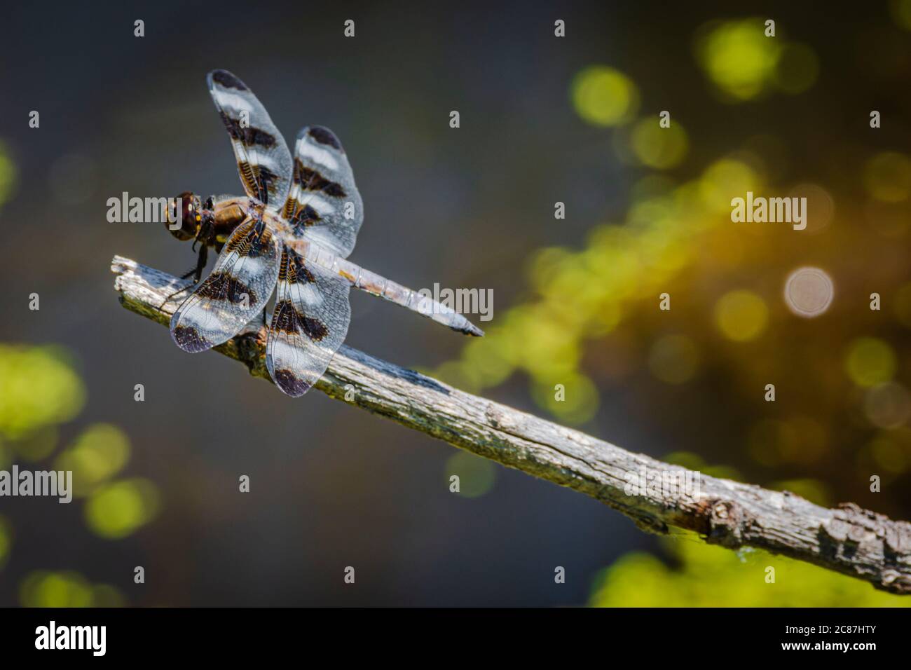 Dragonfly skimmer a dodici punte (Libellula pulchella) che riposa sul gambo del salice sopra lo stagno della palude, Castle Rock Colorado USA. Foto scattata a luglio. Foto Stock