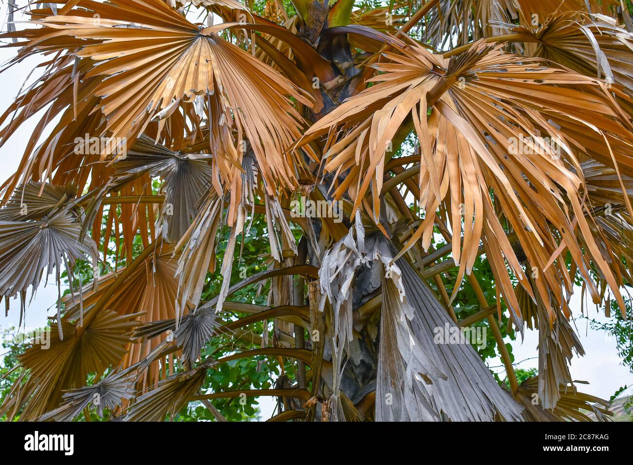 Foglie di palma secche su alberi a lato della strada 01. Foto Stock