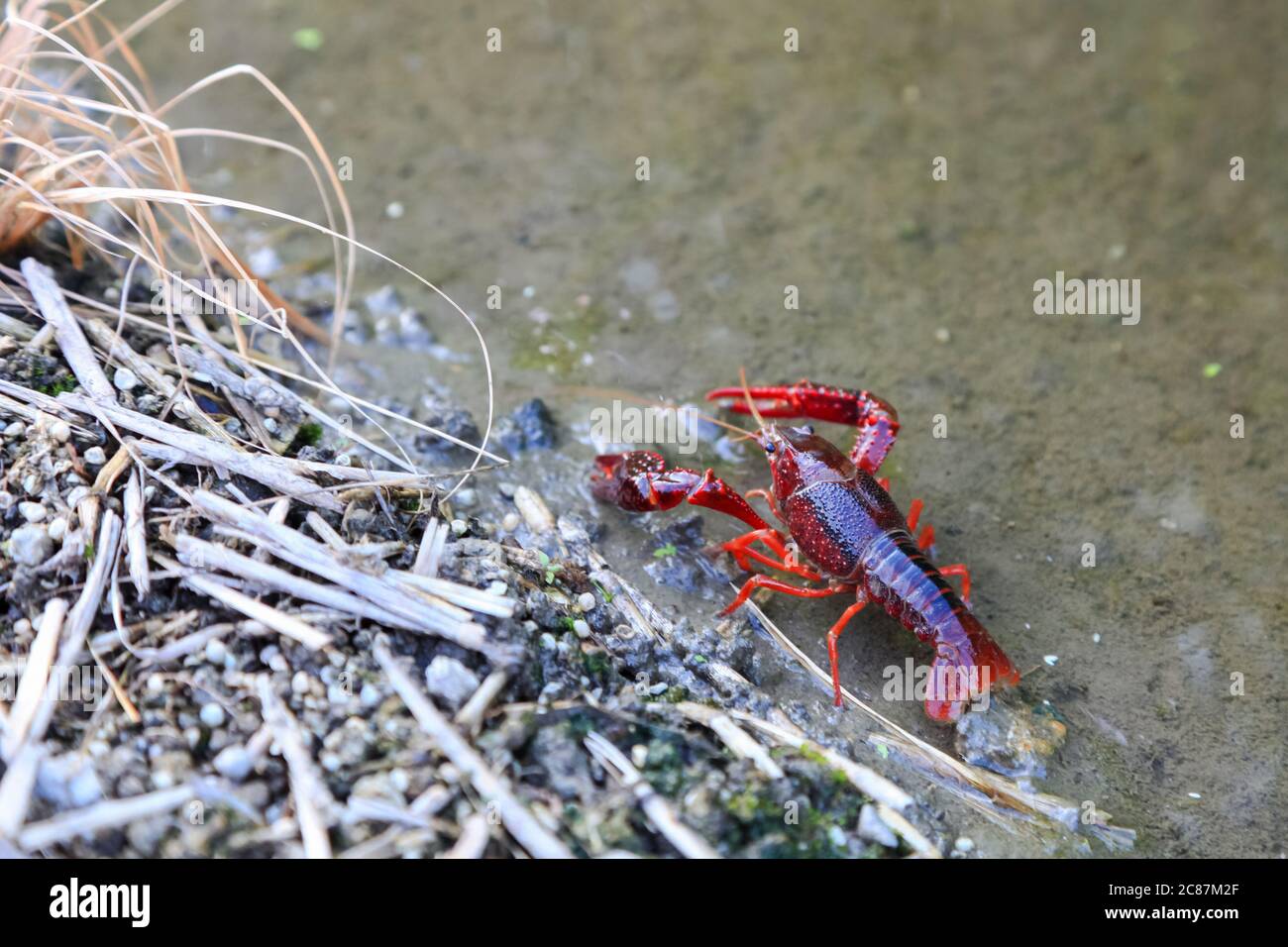 Gamberi Promambarus clarkii fantasma sullo sfondo della natura Foto Stock