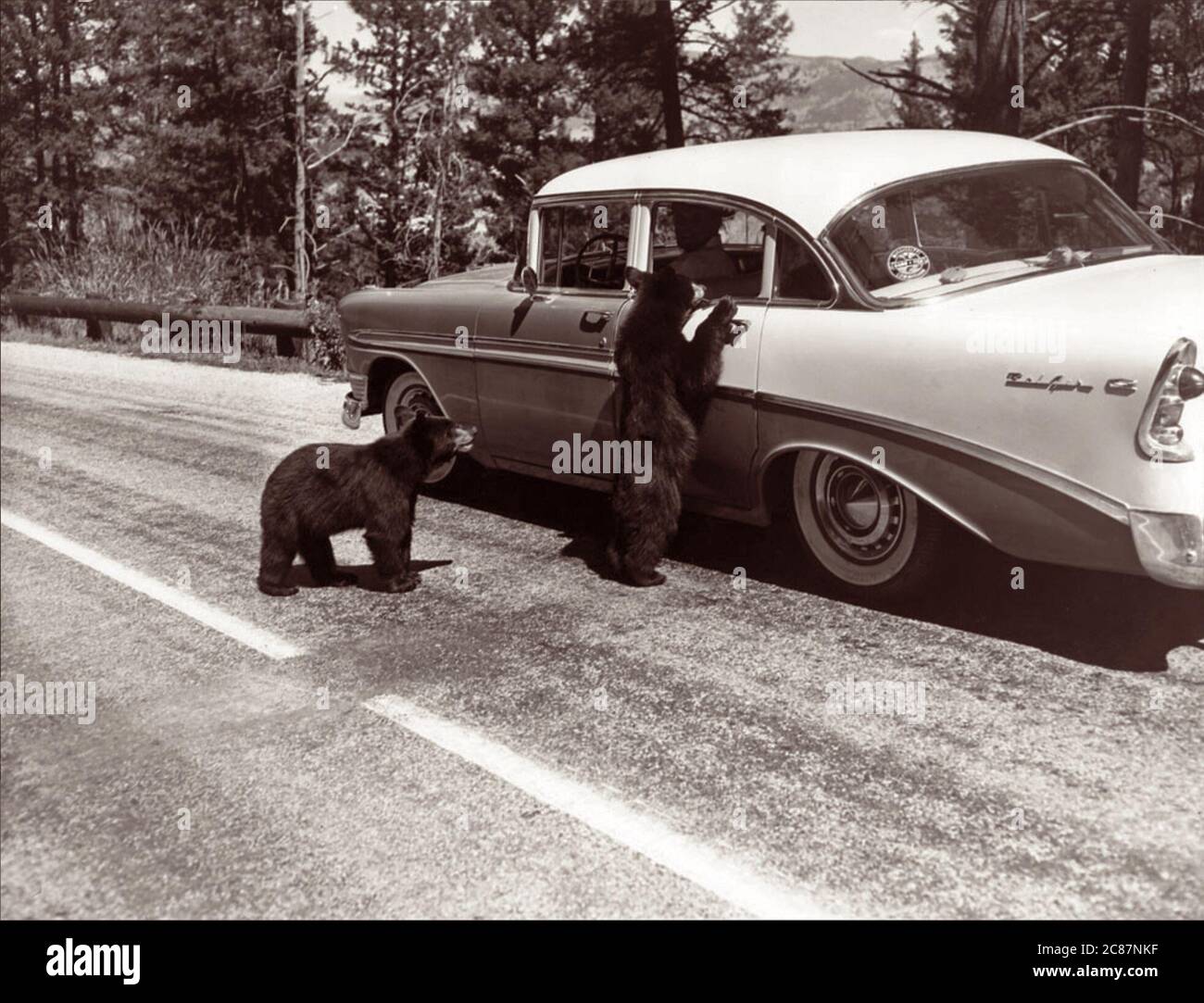 Orsi che pregano di mangiare in un'auto nel Parco Nazionale di Yellowstone nell'agosto 1958. Foto Stock