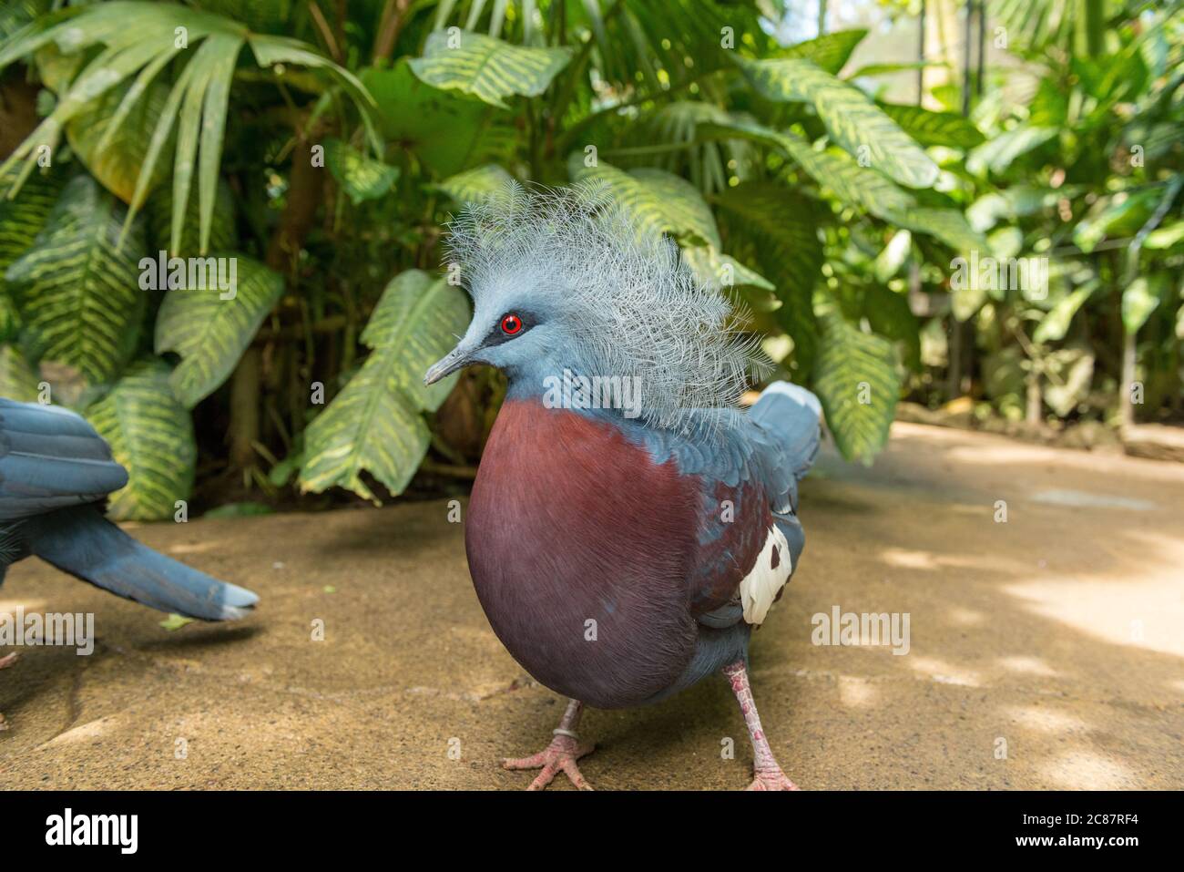 Bali Bird Park in Sanur Foto Stock