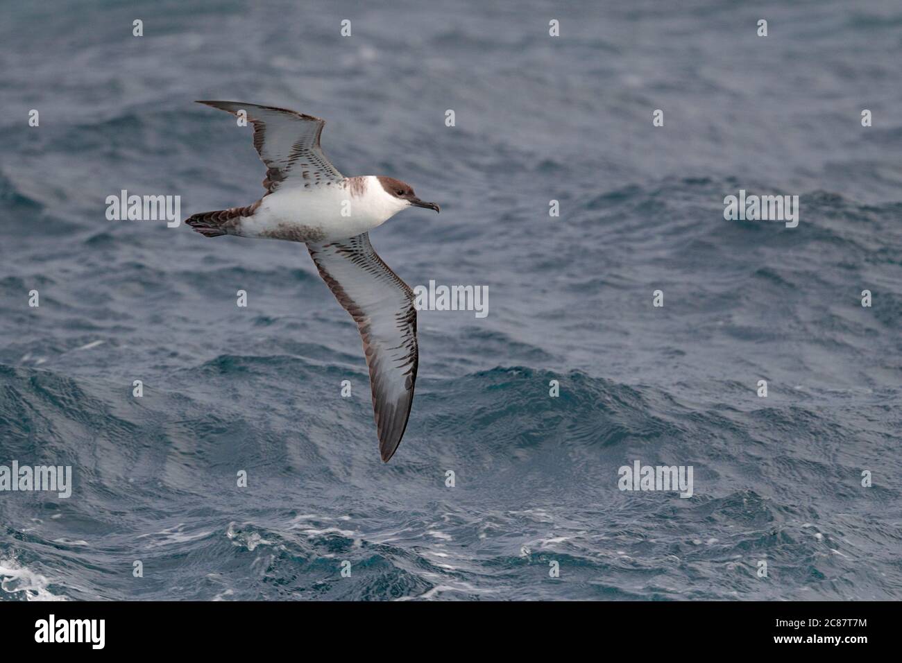 Great Shearwater (Puffinus gravis), vista dal basso, in volo sopra l'Oceano Atlantico meridionale 10 aprile 2018 Foto Stock