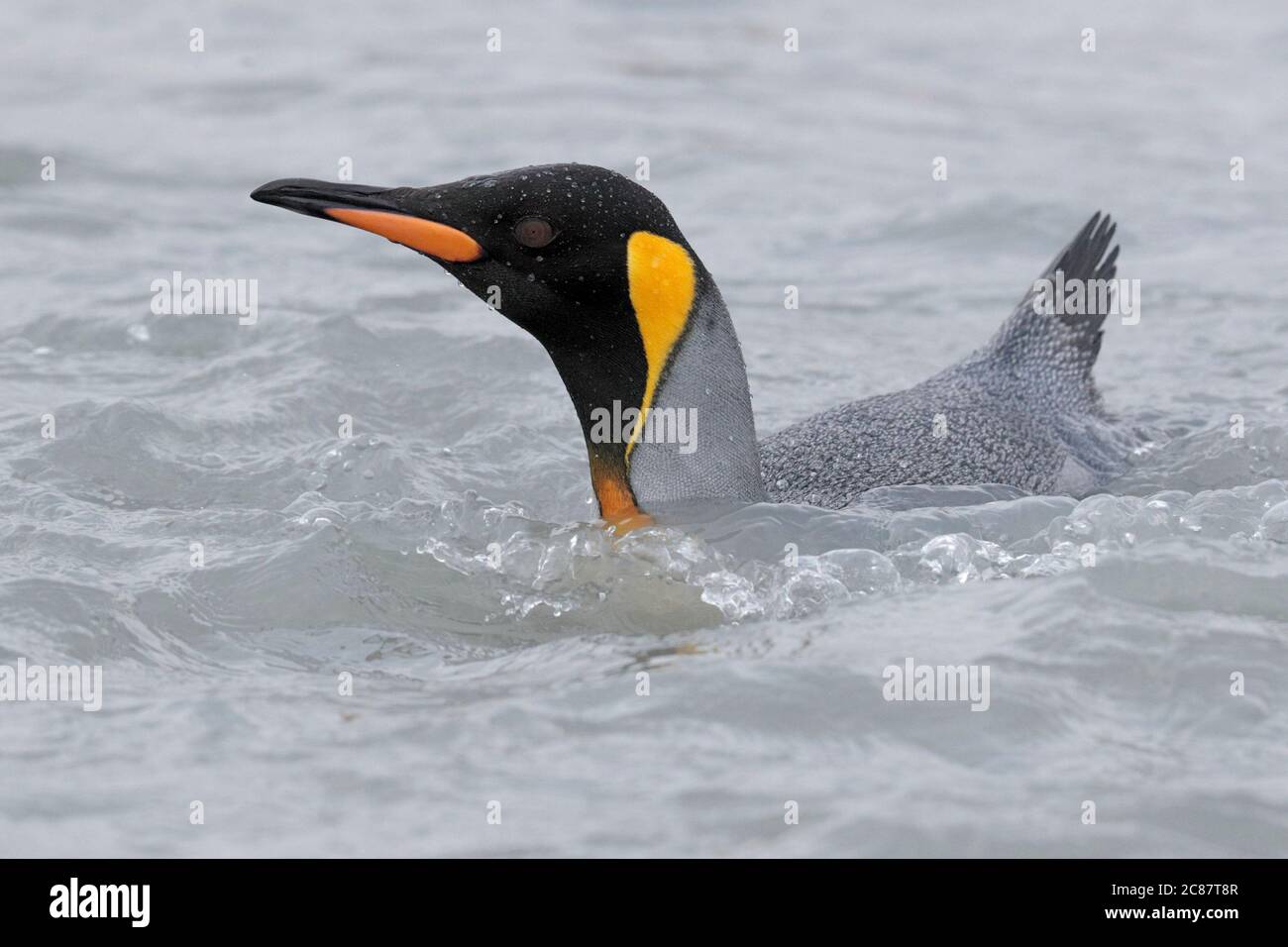 Re Pinguini (Atenodytes patagonica) - vista frontale Adulti nuoto in Shallows, St Andrews Bay, Georgia del Sud 3 aprile 2019 Foto Stock