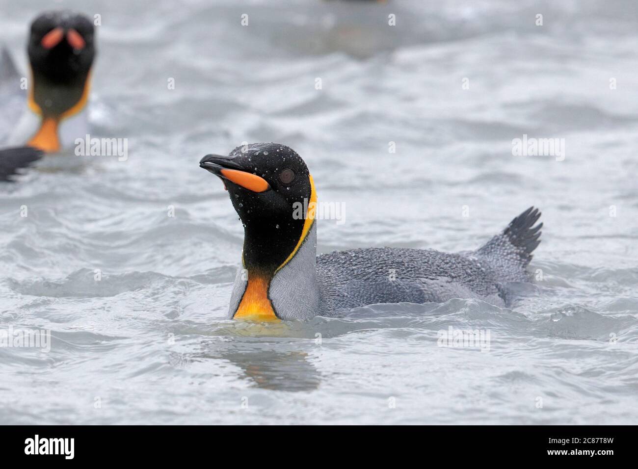 Re Pinguini (Atenodytes patagonica) - vista frontale due adulti in Shallows, St Andrews Bay, Georgia del Sud 3 aprile 2019 Foto Stock