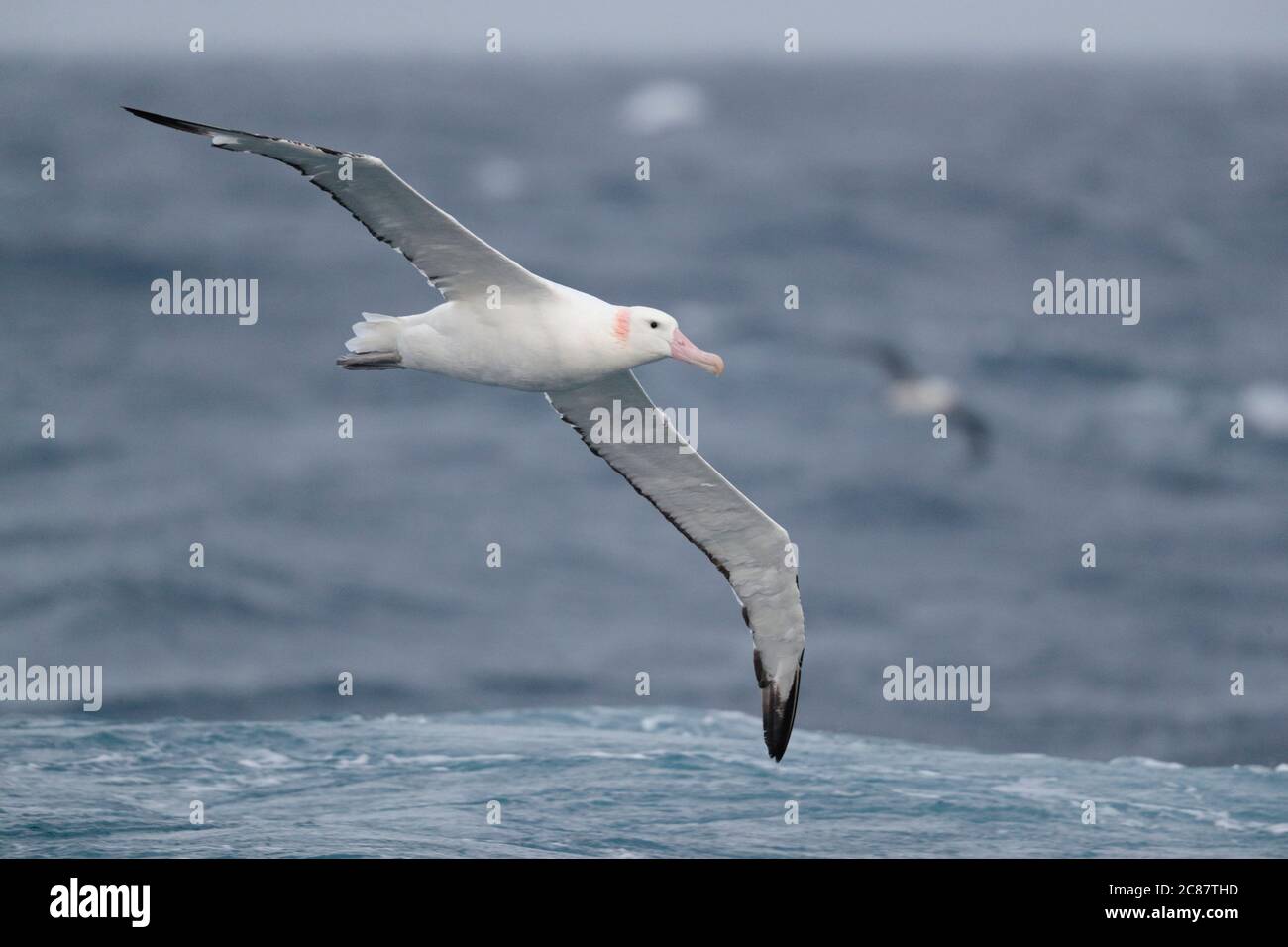 Vagando per Albatross (Exulans Diomedea), adulto in volo vista dal basso, Oceano Atlantico meridionale vicino Georgia del Sud 31 marzo 2018 Foto Stock