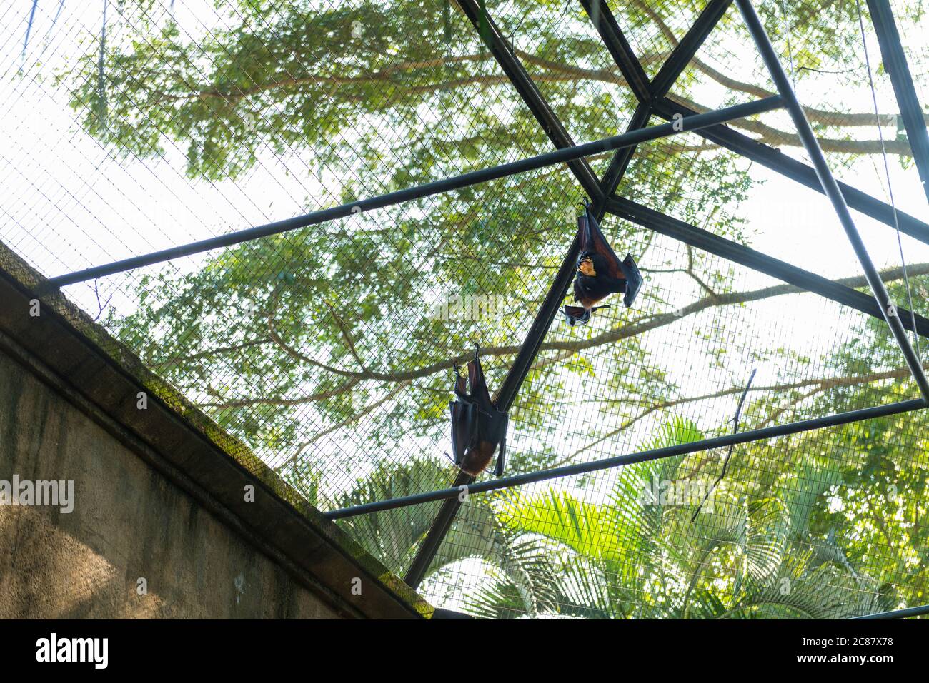 Bali Bird Park in Sanur Foto Stock