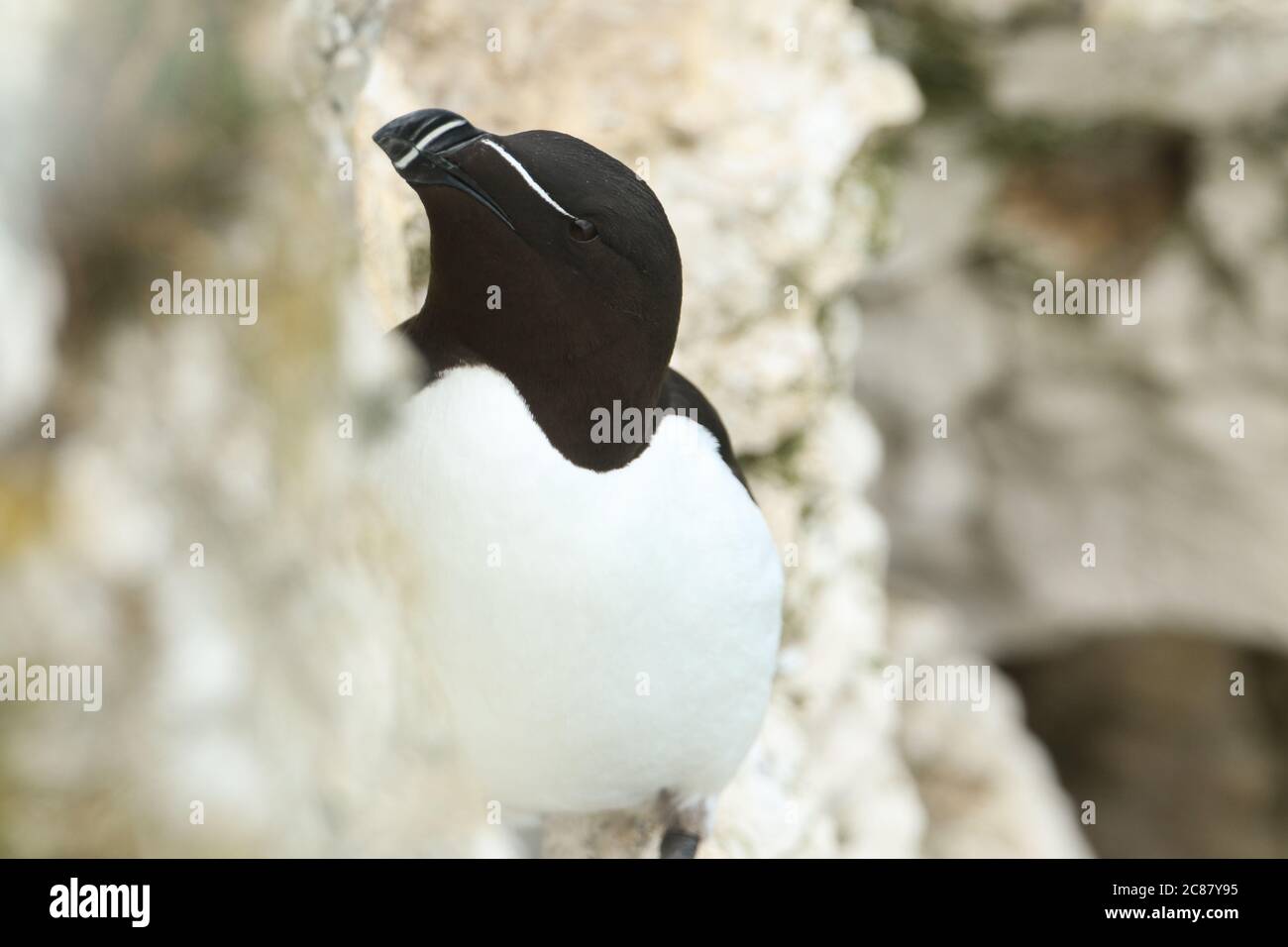 Una splendida Razorble, Alca torda, che si erge su una sporgenza sulla scogliera ai margini del mare durante la stagione di allevamento. Foto Stock