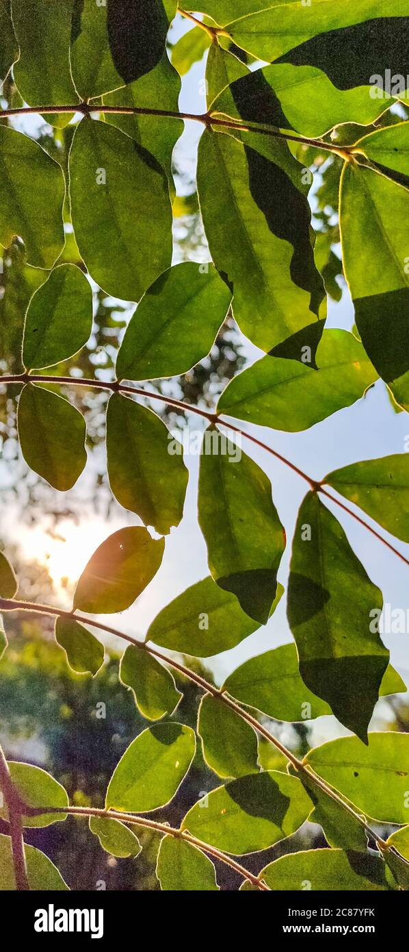 le foglie sono sotto il sole al mattino Foto Stock