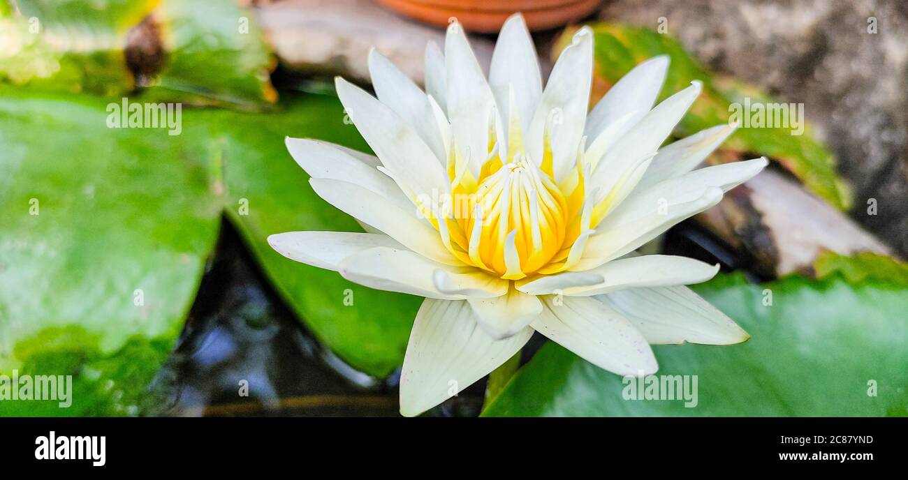 un fiore di loto con una bella forma di fiore Foto Stock