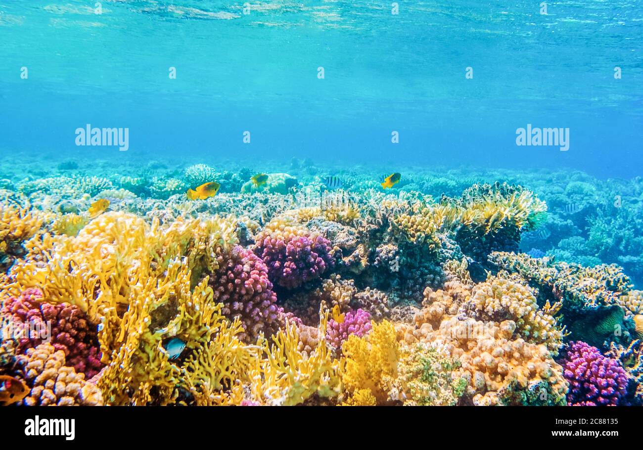vista subacquea con pesci tropicali e barriere coralline Foto Stock