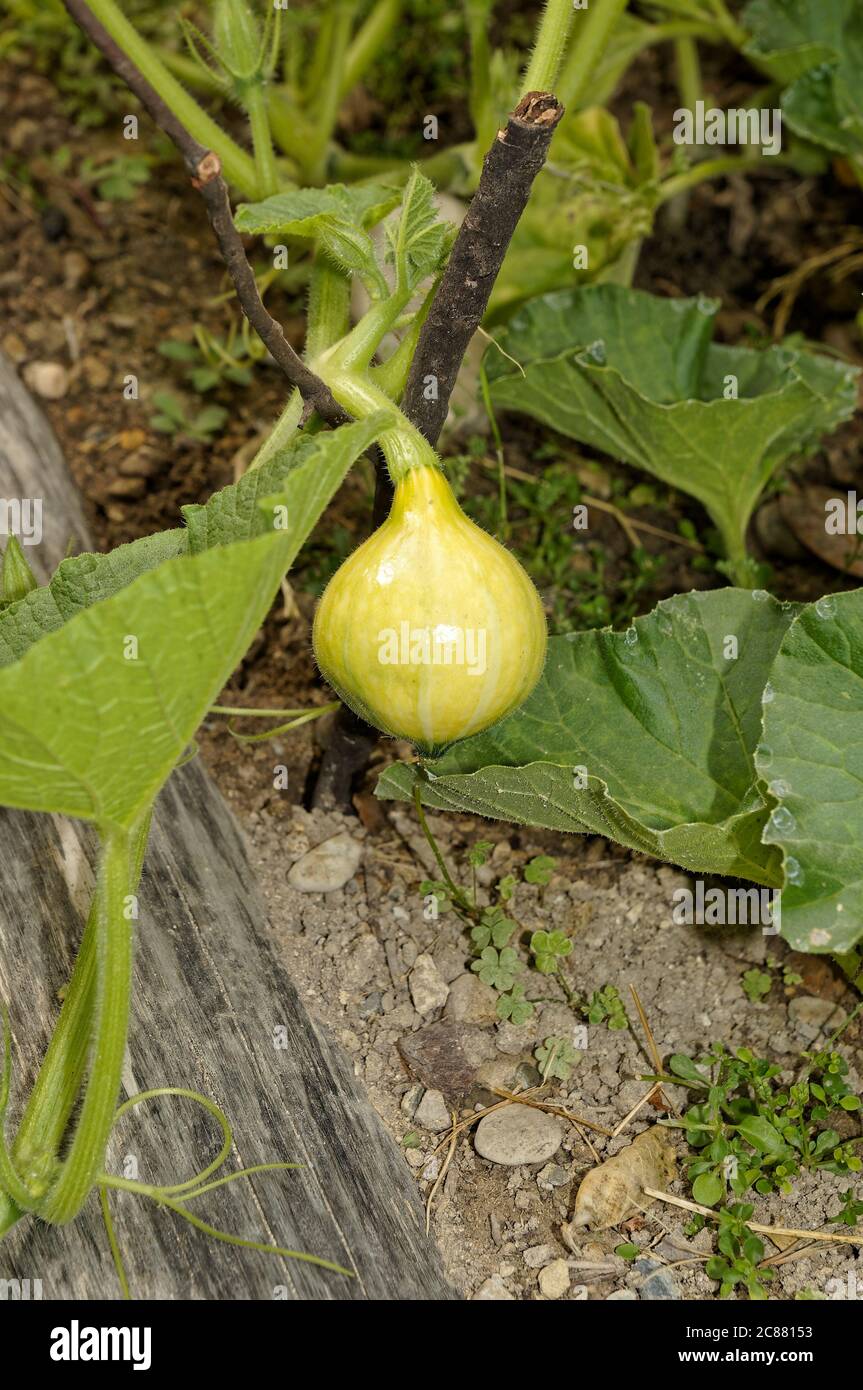 Zucca piccola che cresce in un orto d'estate (Francia, costa azzurra) Foto Stock