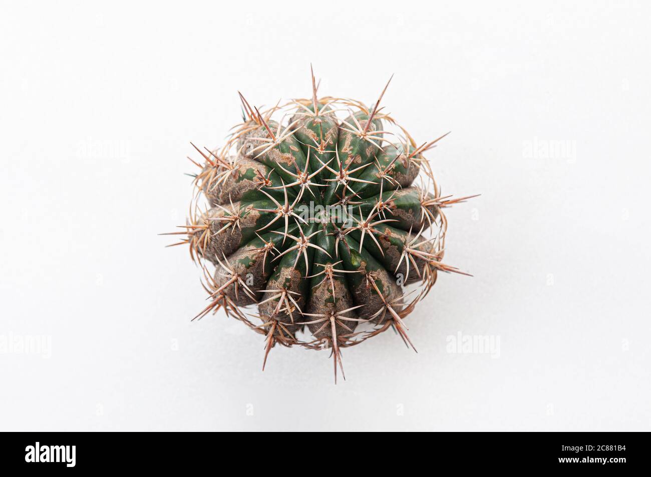 Malattia di Cactus marciume secco della radice causato da funghi, gravi danni funghi infettati Melocactus isolato su sfondo bianco che mostra gravi danni alla pelle Foto Stock